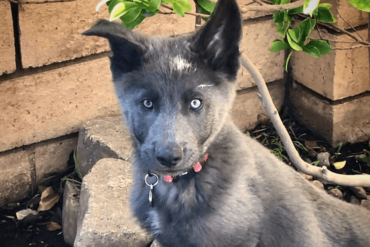 Blue Bay Shepherd Dog - Everything