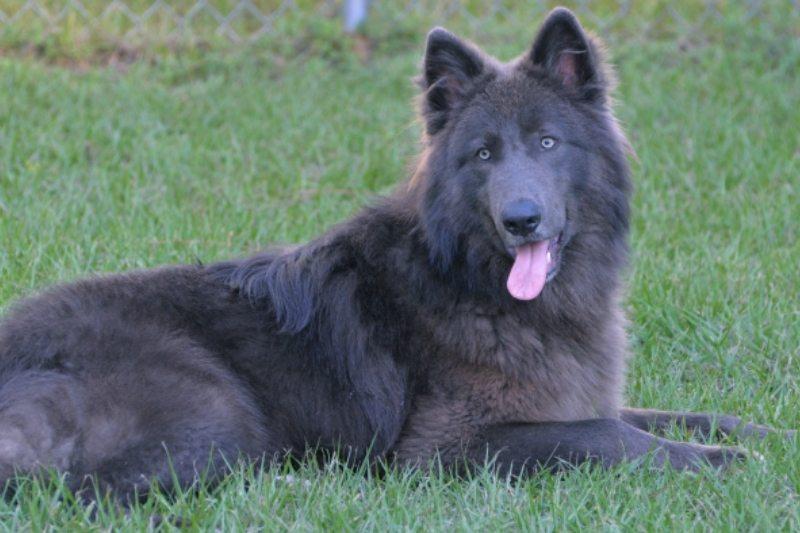 Blue Bay Shepherd Full Detailed Information